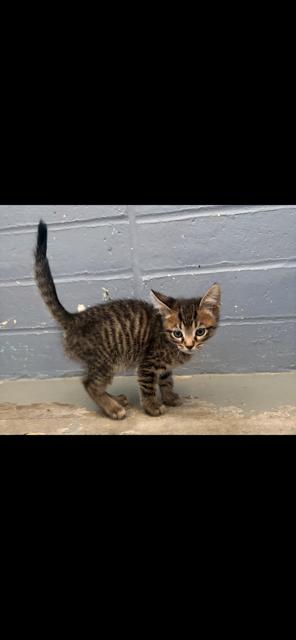 Demarcus, ADOPTABLE, Kitten Male Tabby.