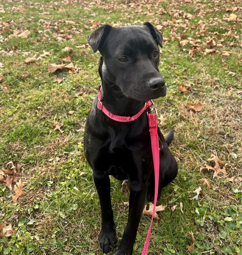 Marabell, Adoptable, Puppy Female Shar-Pei.
