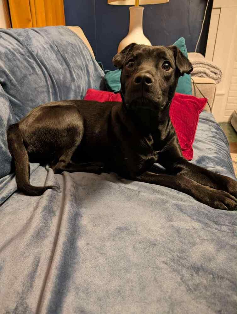 Enlarge Marabell, a Adoptable mixed breed in Irwin, PA image 2/6