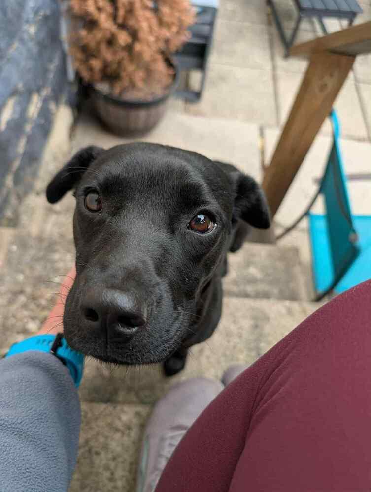 Enlarge Marabell, a Adoptable mixed breed in Irwin, PA image 5/6