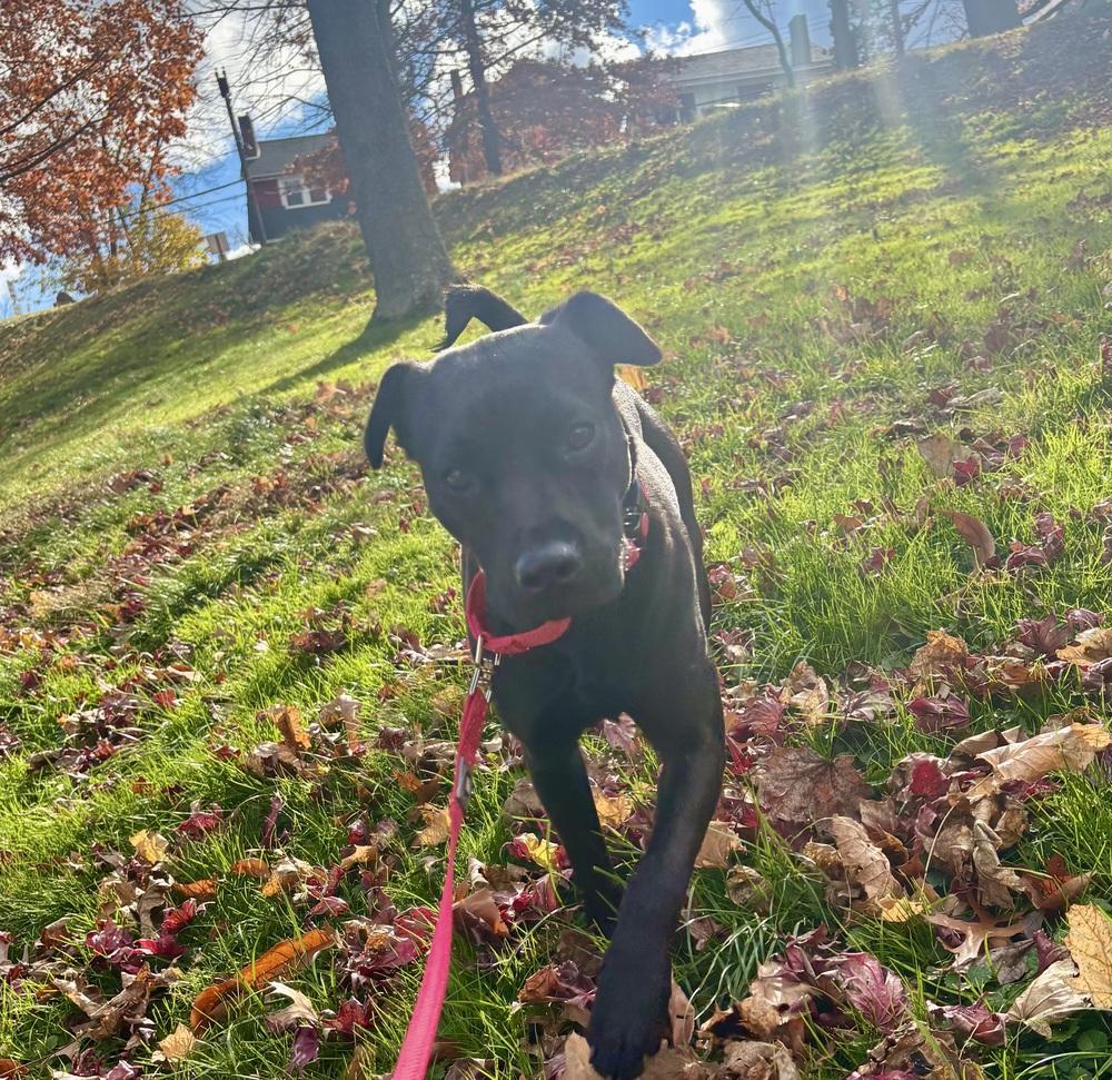Enlarge Marabell, a Adoptable mixed breed in Irwin, PA image 6/6