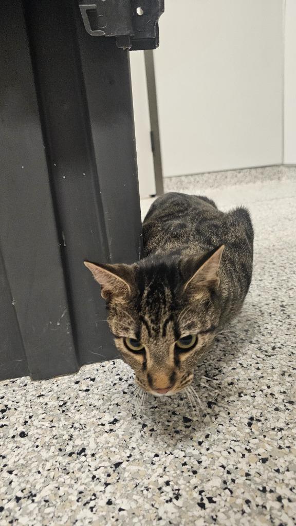 Hades, Adoptable, Young Male Domestic Short Hair.