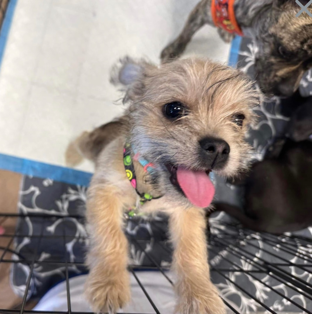 Enlarge Fred , a Adopted mixed breed in TUCSON, AZ image 1/13