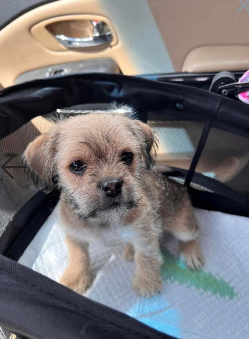 Enlarge Fred , a Adopted mixed breed in TUCSON, AZ image 2/13