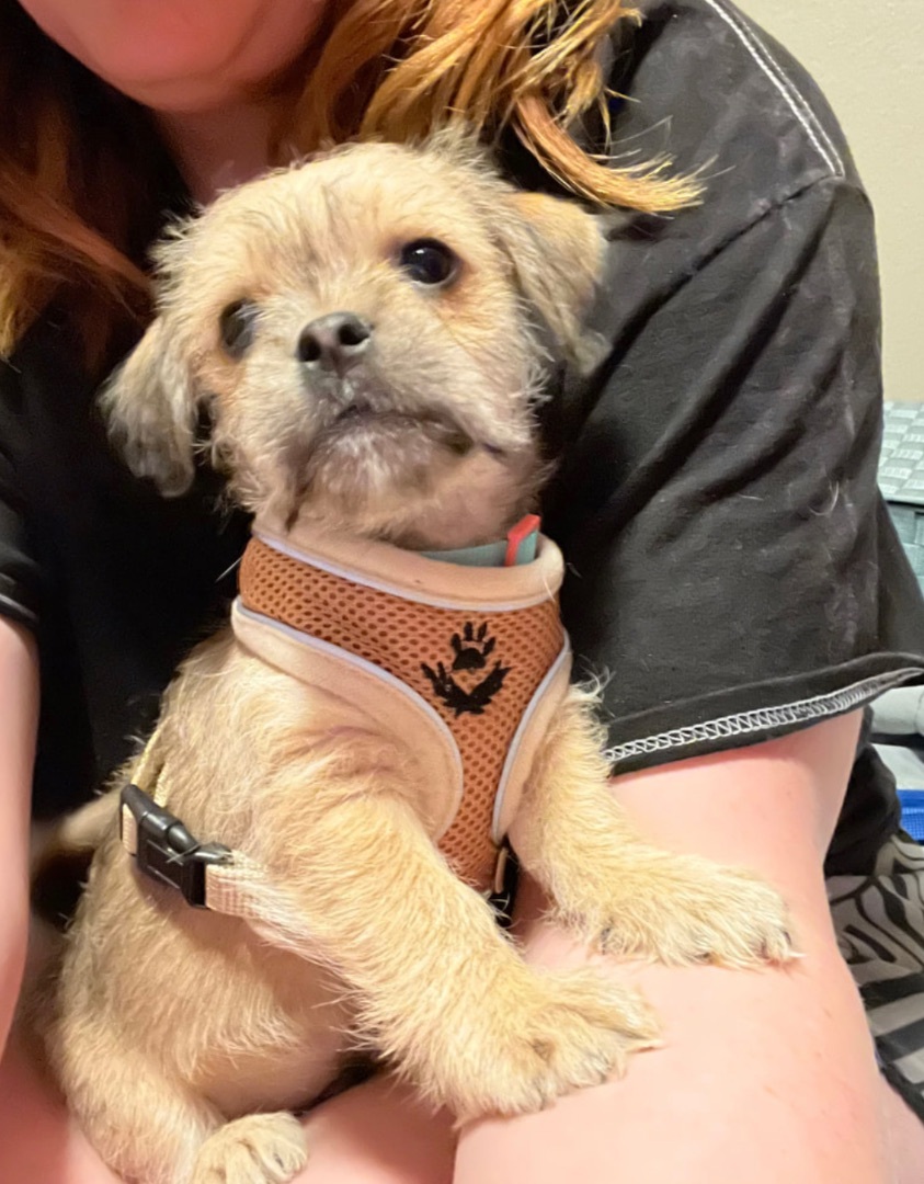 Enlarge Fred , a Adopted mixed breed in TUCSON, AZ image 3/13