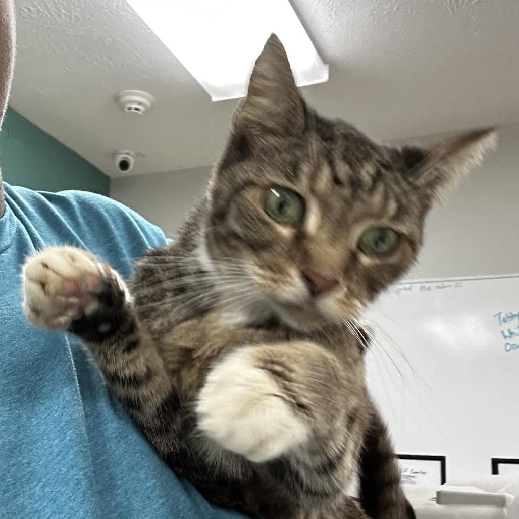 Mindy, Adoptable, Senior Female Domestic Short Hair & Mixed Breed.