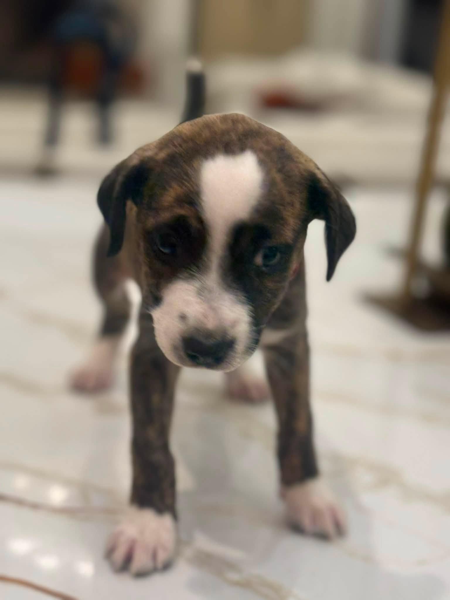 Enlarge Charlie (Alpha Military litter), a Adopted mixed breed in Mount Juliet, TN image 5/5