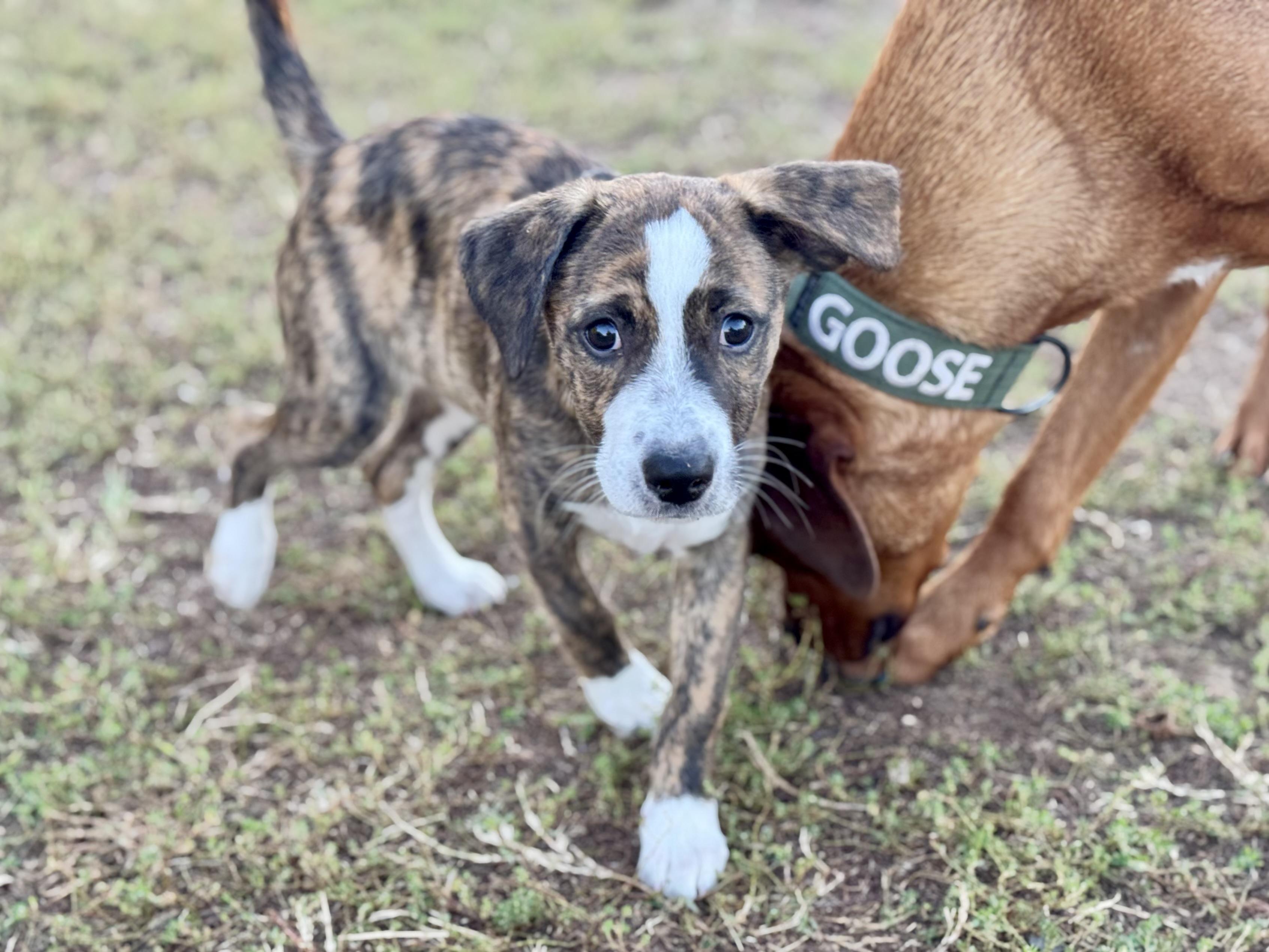 Enlarge Charlie (Alpha Military litter), a Adopted mixed breed in Mount Juliet, TN image 4/5