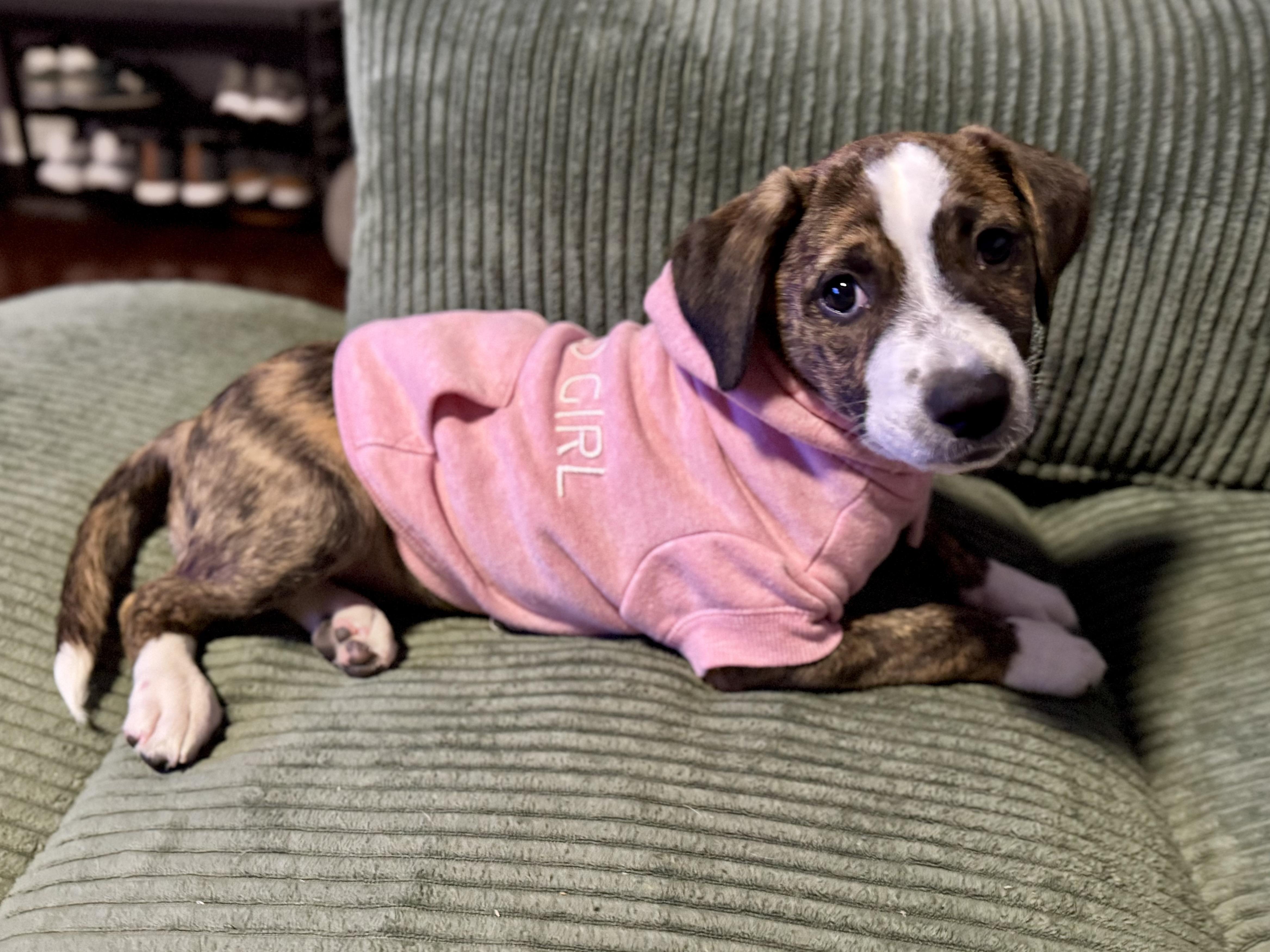 Charlie (Alpha Military litter), Adopted, Puppy Female Pit Bull Terrier & Mountain Cur.