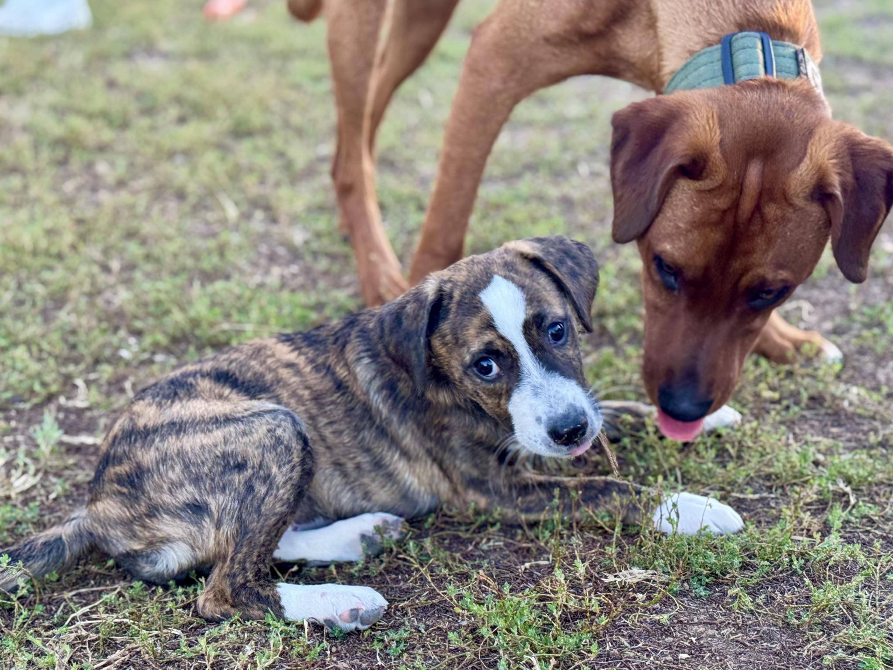 Enlarge Charlie (Alpha Military litter), a Adopted mixed breed in Mount Juliet, TN image 2/5