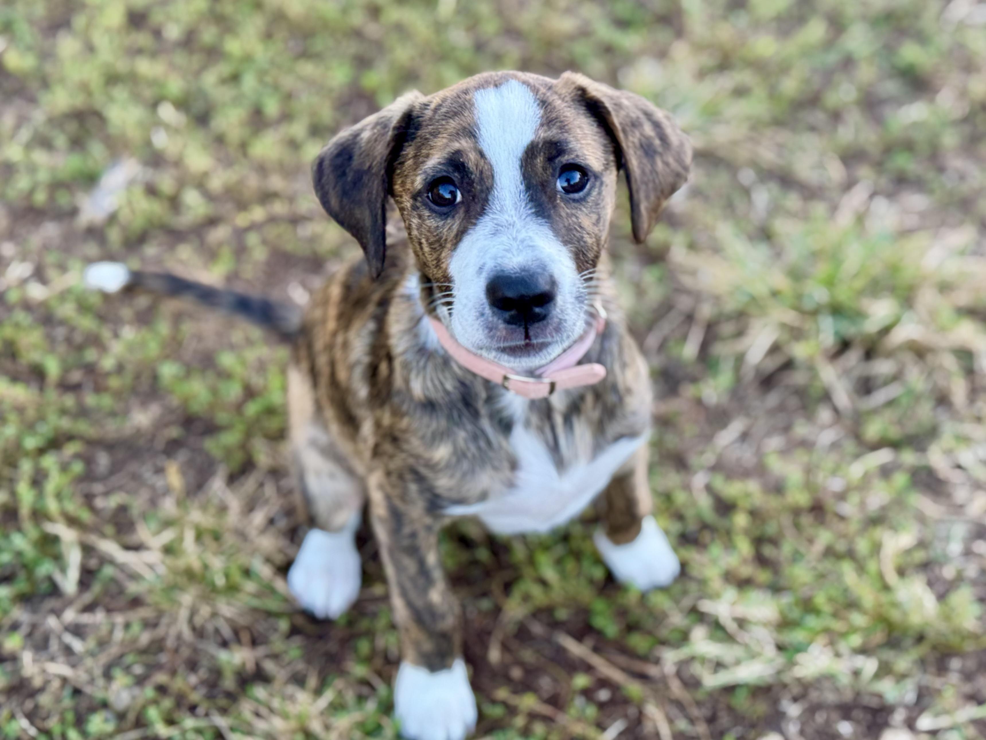 Enlarge Charlie (Alpha Military litter), a Adopted mixed breed in Mount Juliet, TN image 3/5