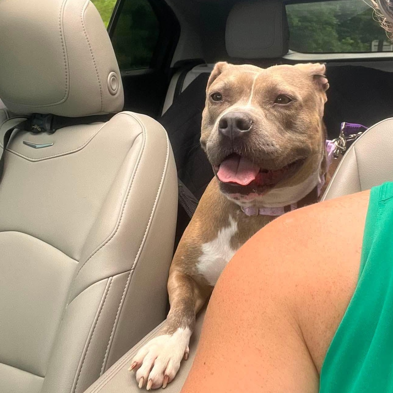 Enlarge Brooke, a ADOPTABLE mixed breed in Kennebunk , ME image 3/4