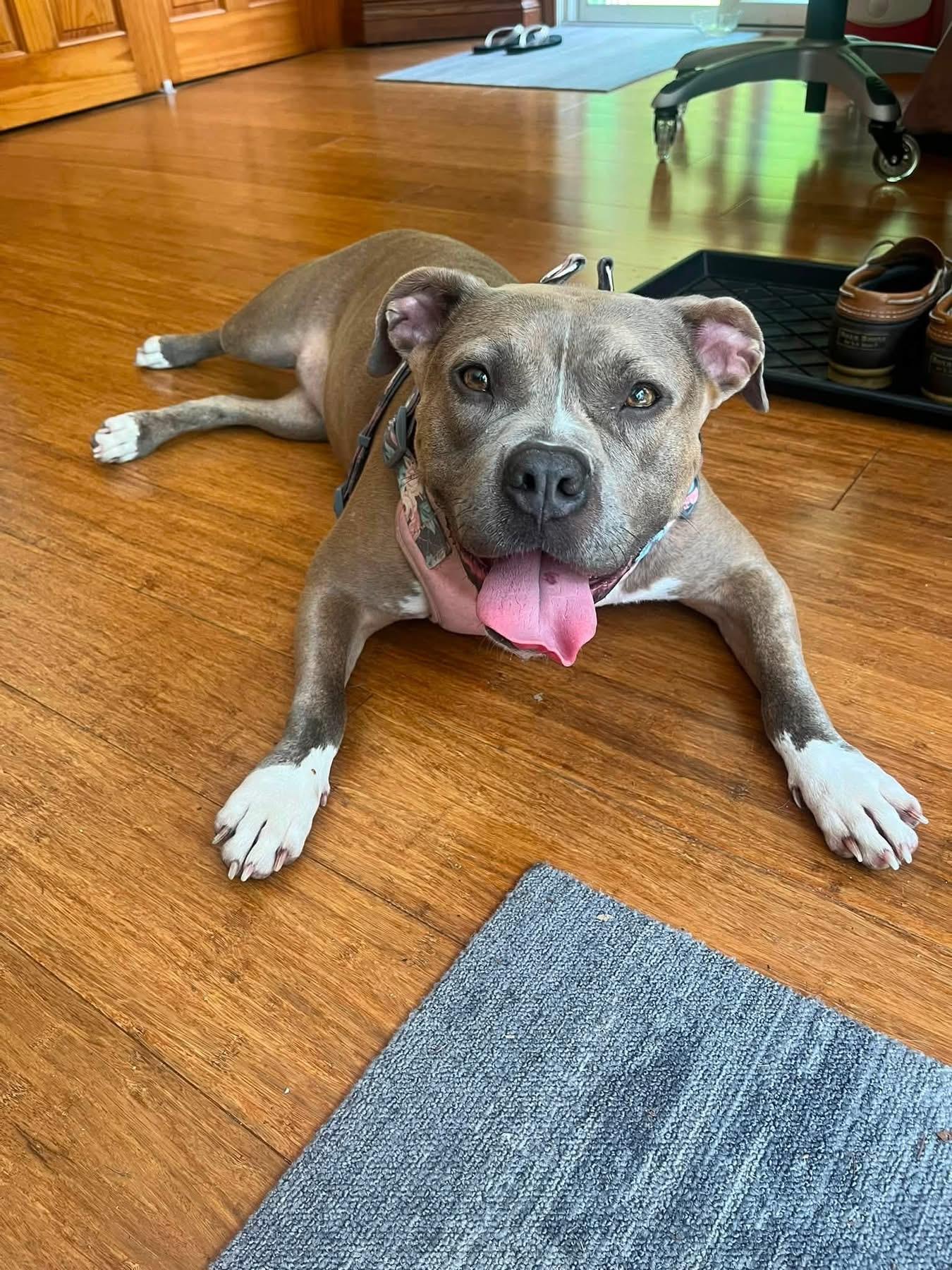 Brooke, ADOPTABLE, Adult Female Pit Bull Terrier.
