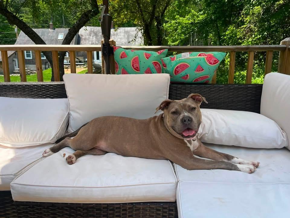 Enlarge Brooke, a ADOPTABLE mixed breed in Kennebunk , ME image 2/4