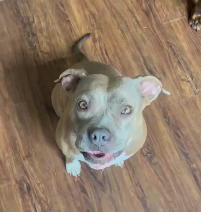 Enlarge Brooke, a ADOPTABLE mixed breed in Kennebunk , ME video 4/4