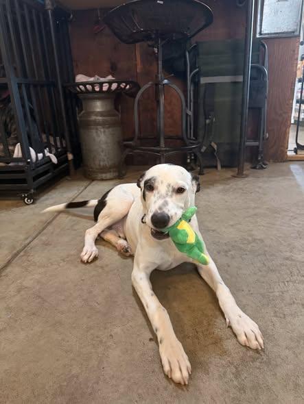 Enlarge Ronnie, a Adoptable mixed breed in Albion, NY image 1/5