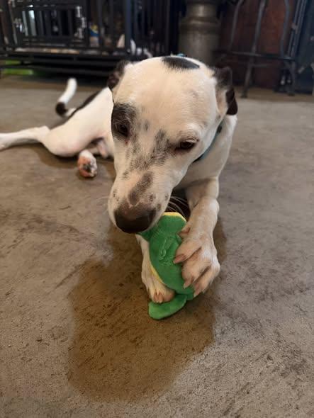 Enlarge Ronnie, a Adoptable mixed breed in Albion, NY image 2/5