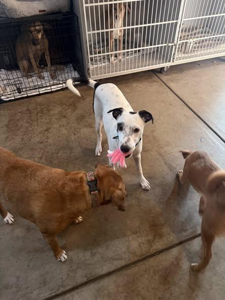 Enlarge Ronnie, a Adoptable mixed breed in Albion, NY image 3/5