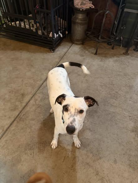 Enlarge Ronnie, a Adoptable mixed breed in Albion, NY image 5/5