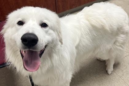 Gunner, an adopted mixed breed in Hamilton, OH image 2/2