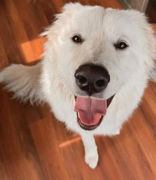 Gunner, adopted, Young Male Great Pyrenees & Mixed Breed.