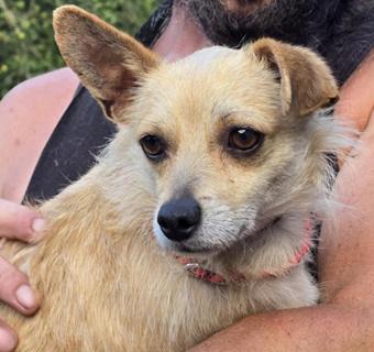 Enlarge Nookie, a Adopted mixed breed in Canterbury, CT image 1/6