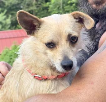 Enlarge Nookie, a Adopted mixed breed in Canterbury, CT image 2/6