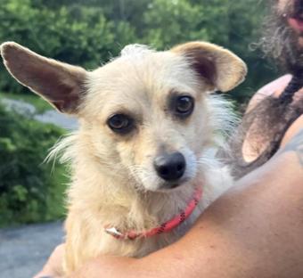 Enlarge Nookie, a Adopted mixed breed in Canterbury, CT image 4/6