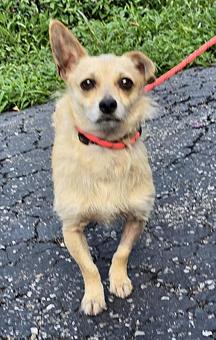 Enlarge Nookie, a Adopted mixed breed in Canterbury, CT image 5/6