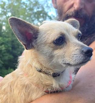 Enlarge Nookie, a Adopted mixed breed in Canterbury, CT image 6/6
