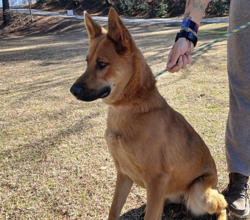 Bibee, a Adoptable Australian Shepherd in Smyrna, GA image 2/3