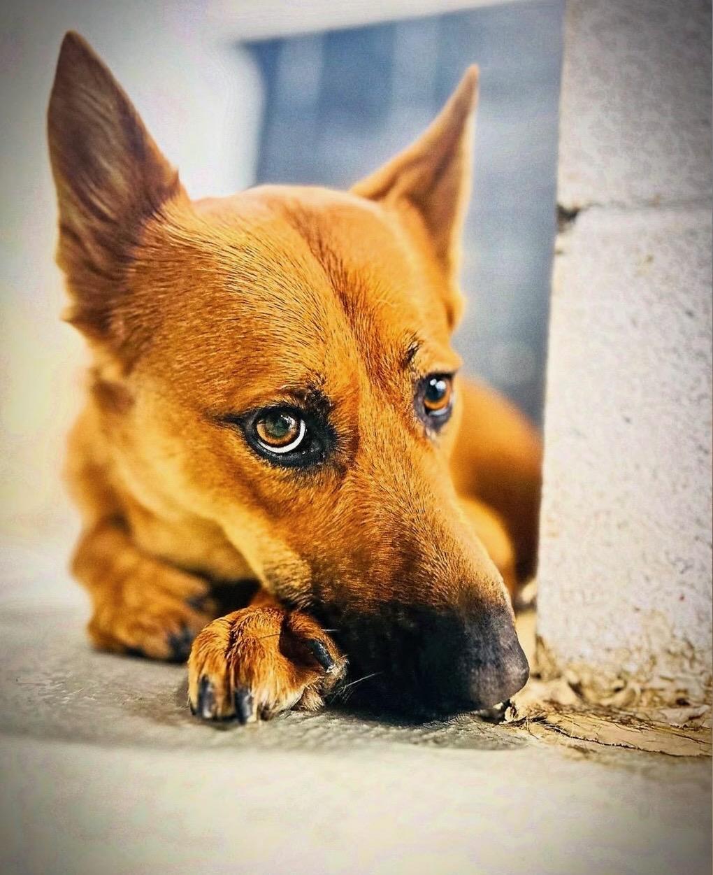 Bibee, adoptable, Adult Female German Shepherd Dog.