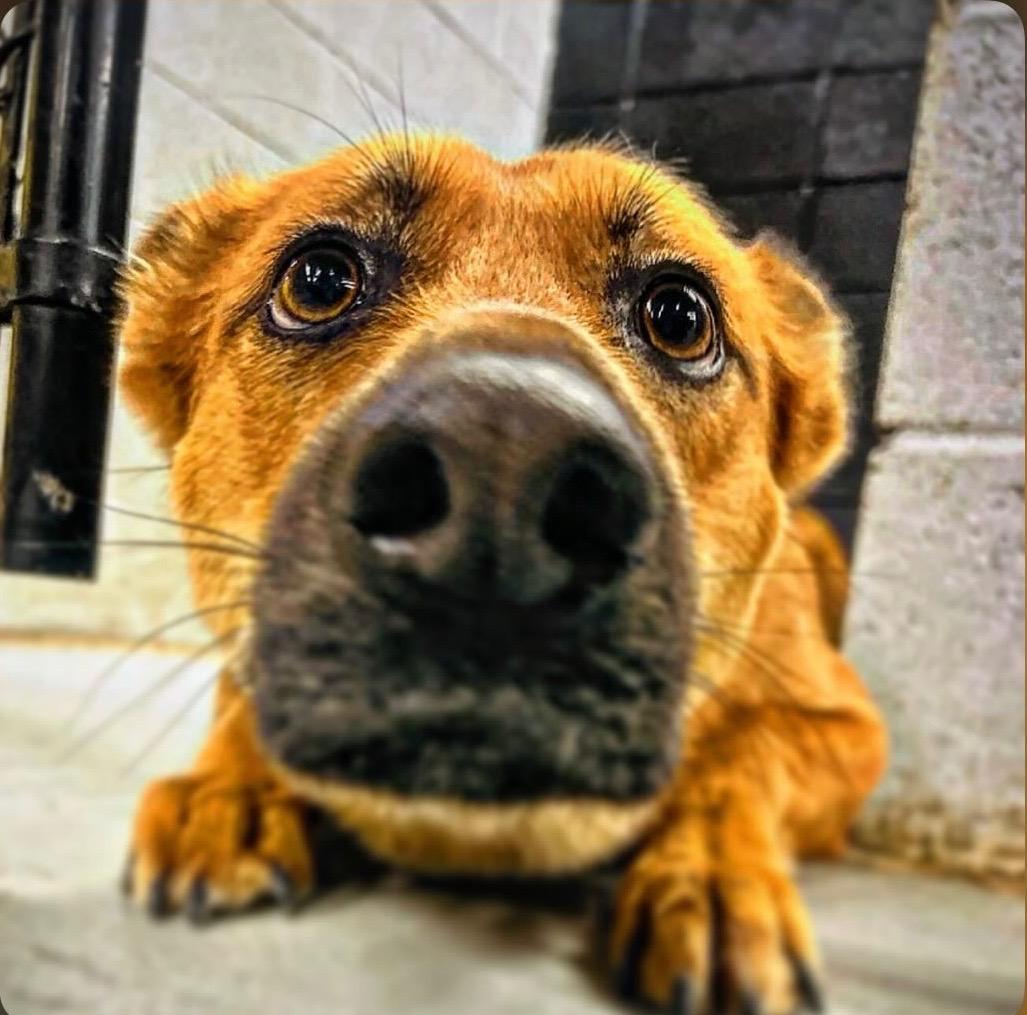 Enlarge Bibee, an adoptable mixed breed in Smyrna, GA image 3/6