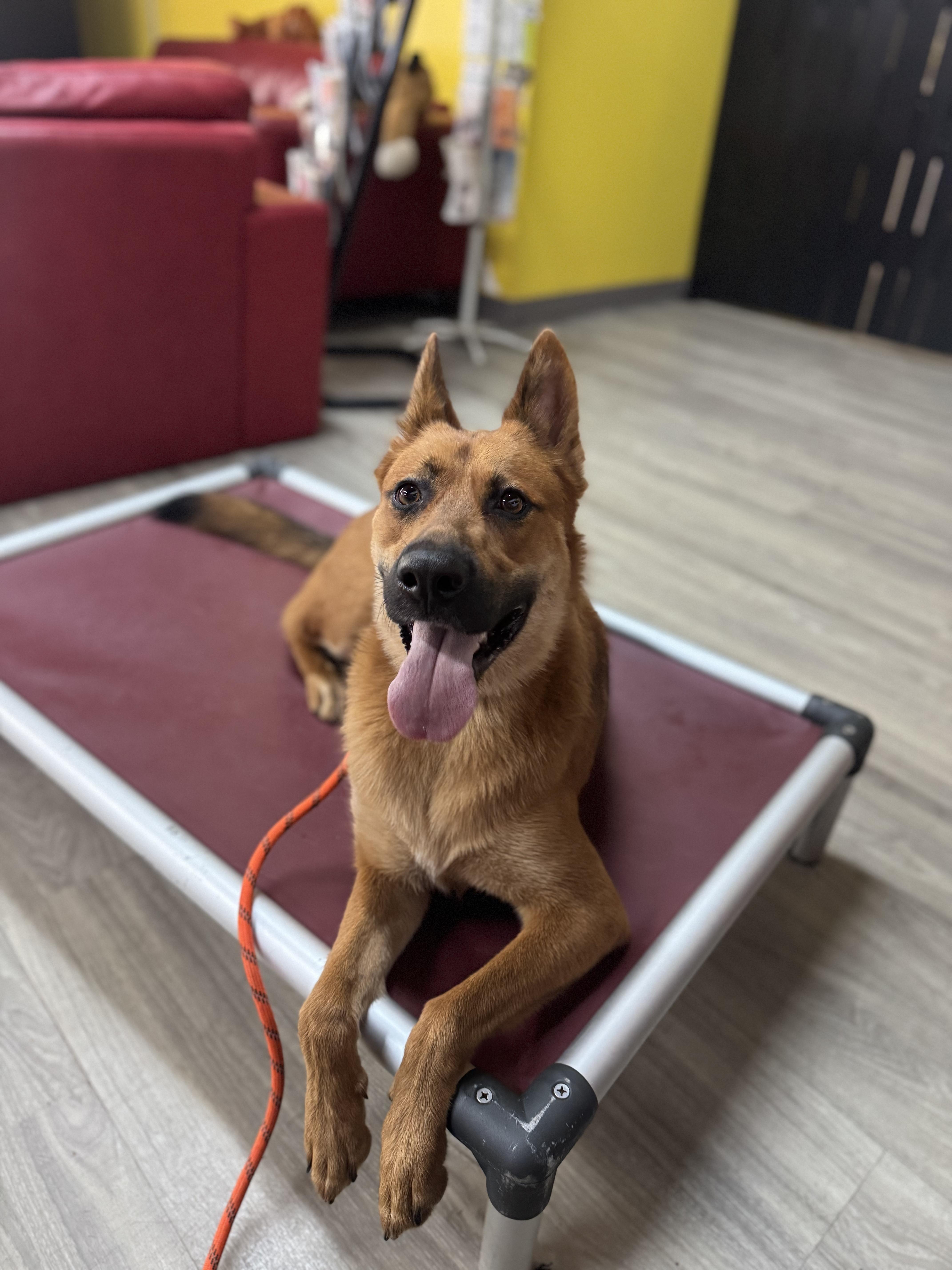 Bibee, a Adoptable Australian Shepherd in Smyrna, GA image 1/3