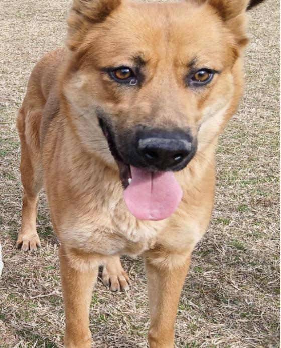 Bibee, a Adoptable Australian Shepherd in Smyrna, GA image 3/3