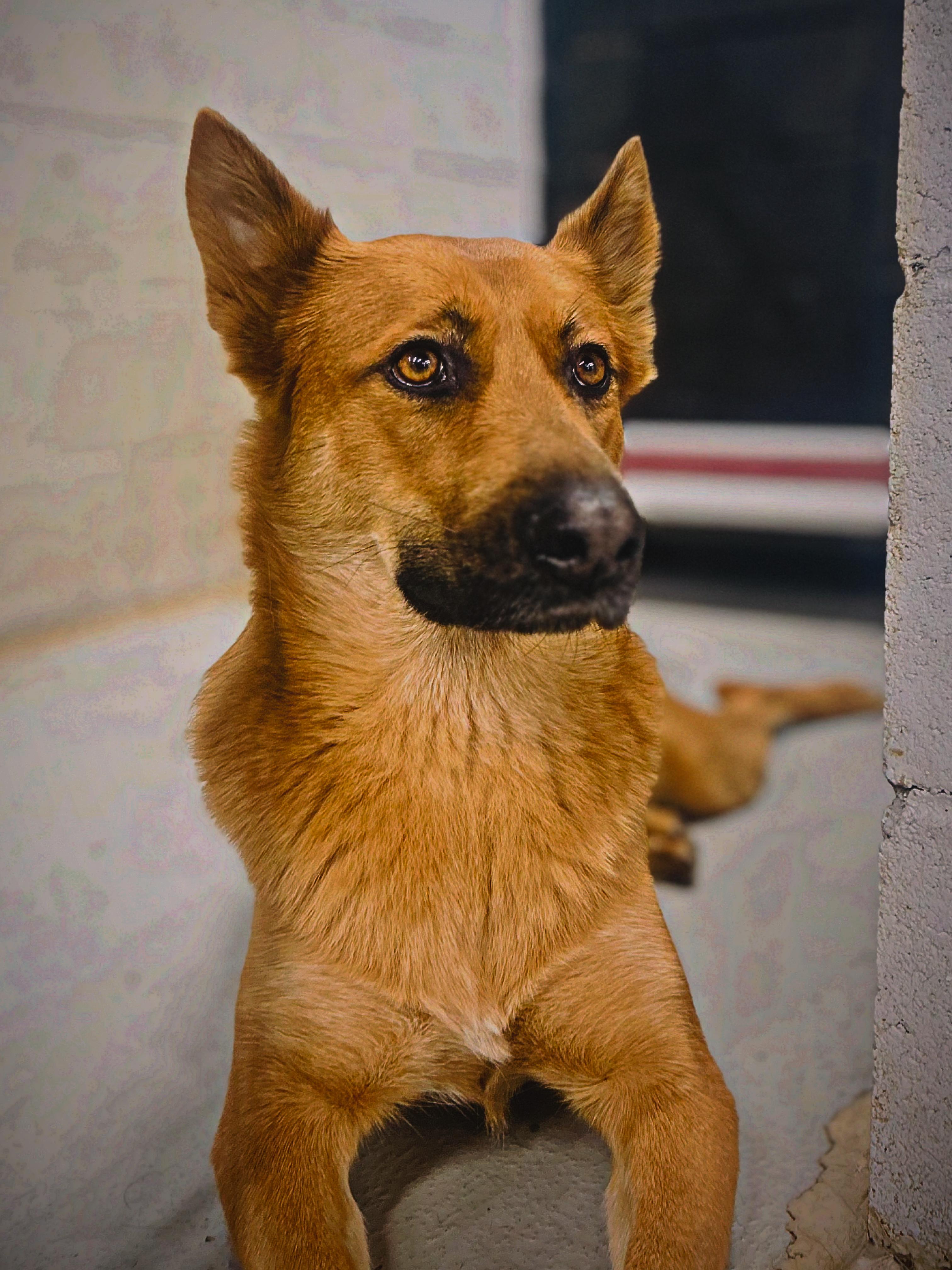 Bibee, adoptable, Adult Female German Shepherd Dog.