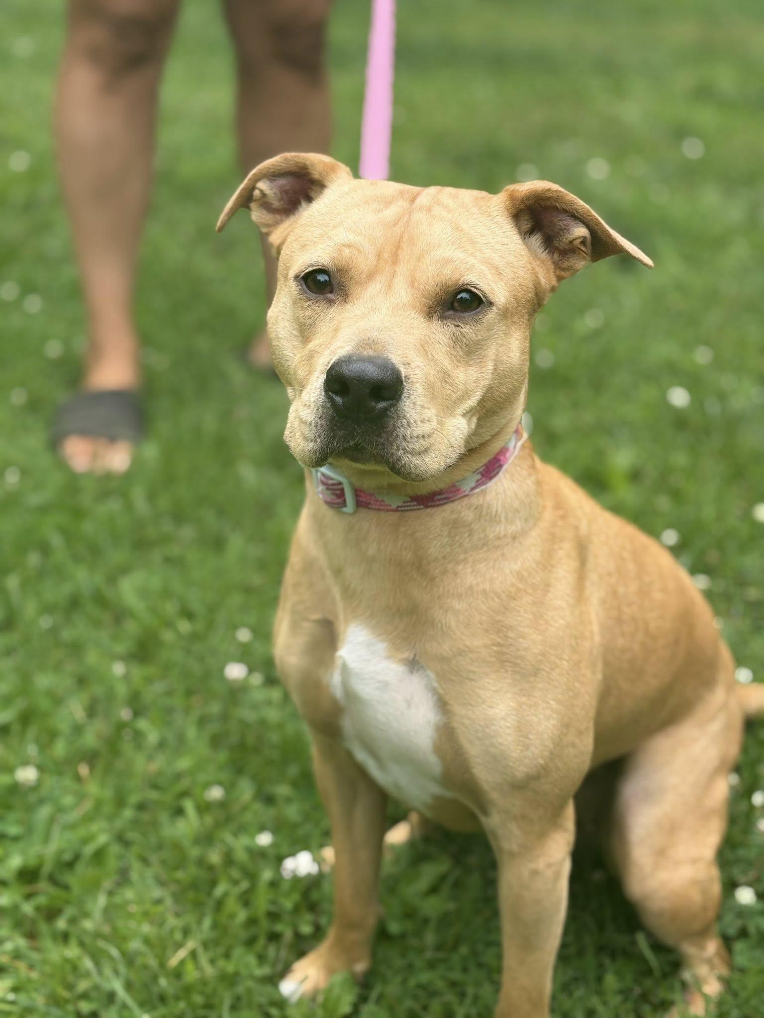 Emily, a Adoptable mixed breed in Ossining, NY image 1/2