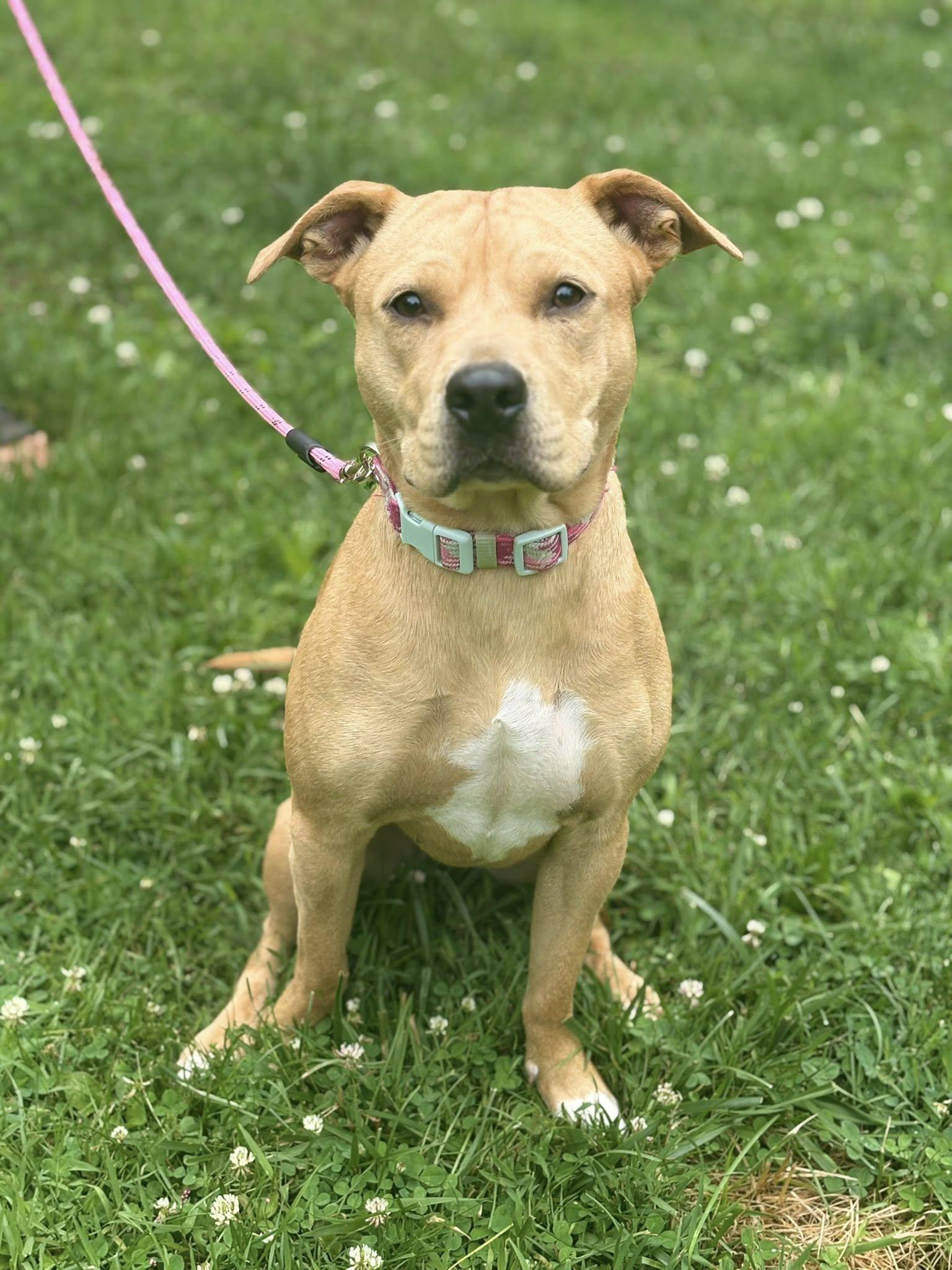 Emily, a Adoptable mixed breed in Ossining, NY image 2/2
