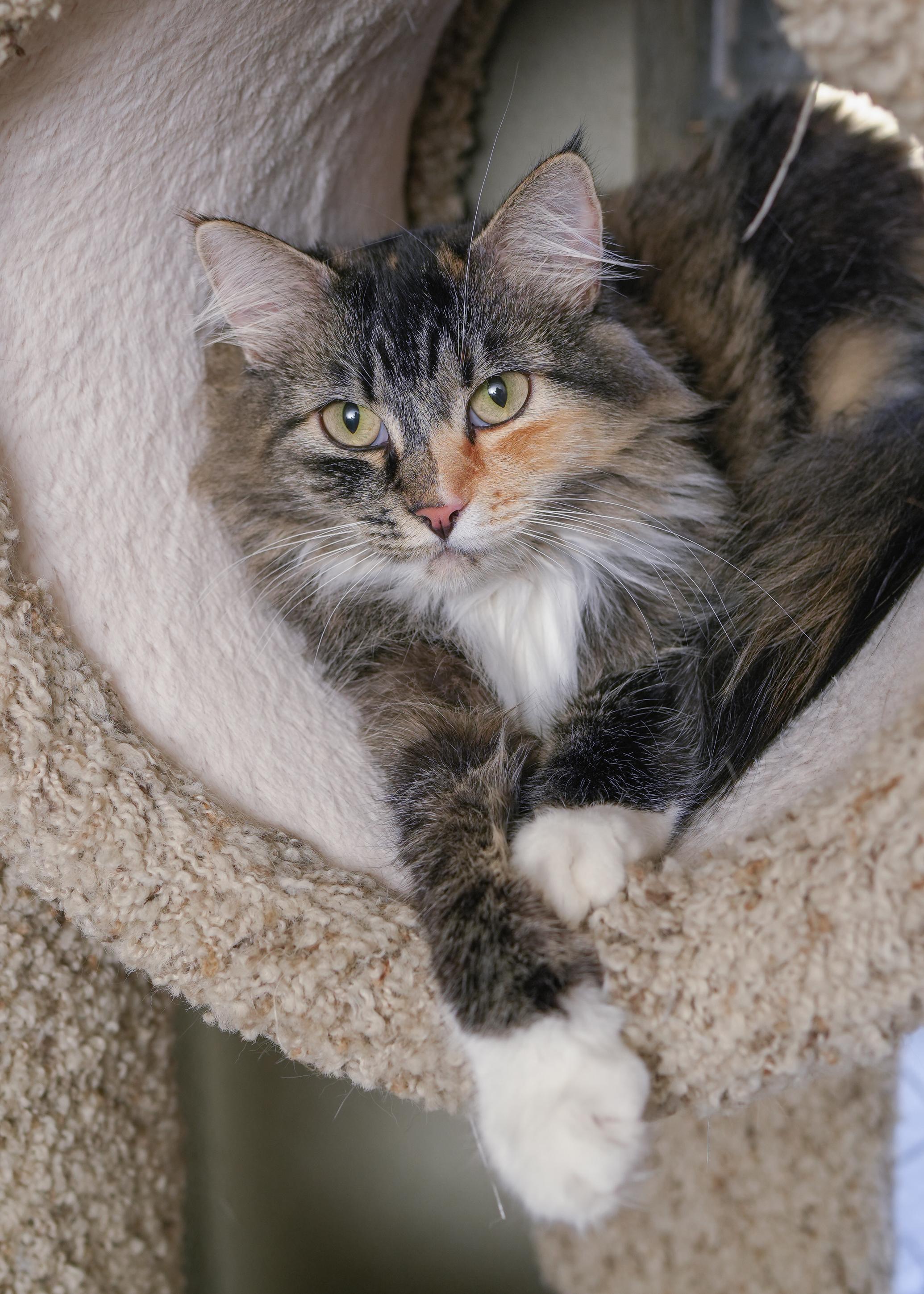 Osha, an adoptable Domestic Long Hair in Boise, ID, 83709 | Photo Image 1