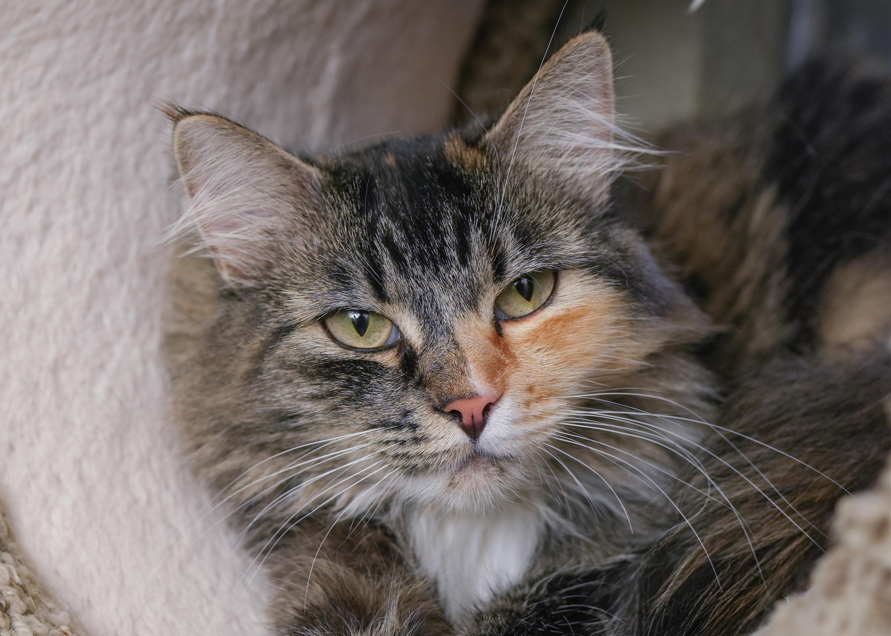Osha, an adoptable Domestic Long Hair in Boise, ID, 83709 | Photo Image 2
