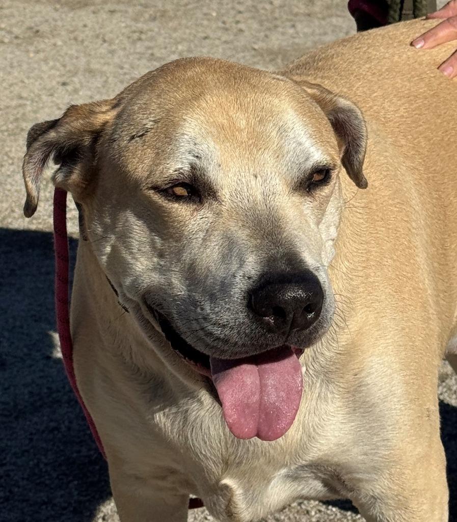 Marley, Adoptable, Adult Male Labrador Retriever.