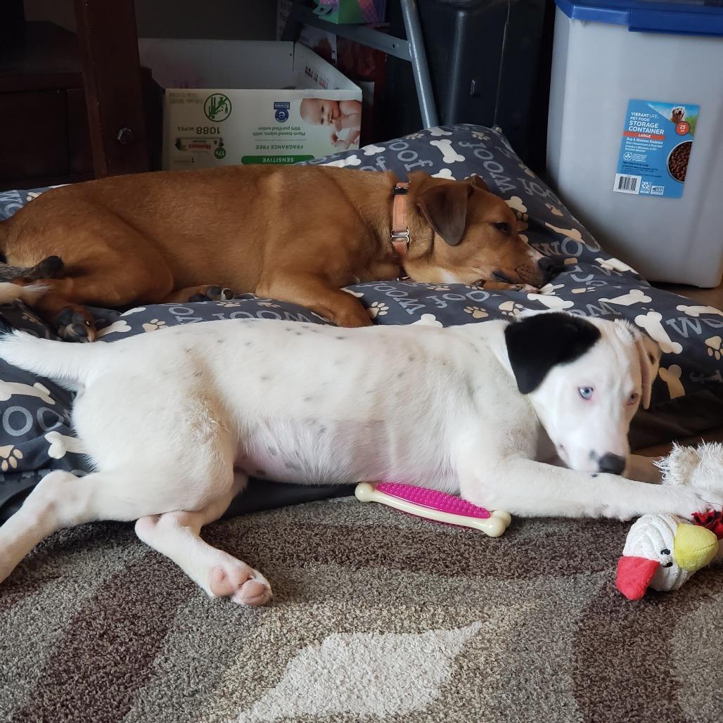 Enlarge Loretta, a Adoptable mixed breed in Green Bay, WI image 1/6