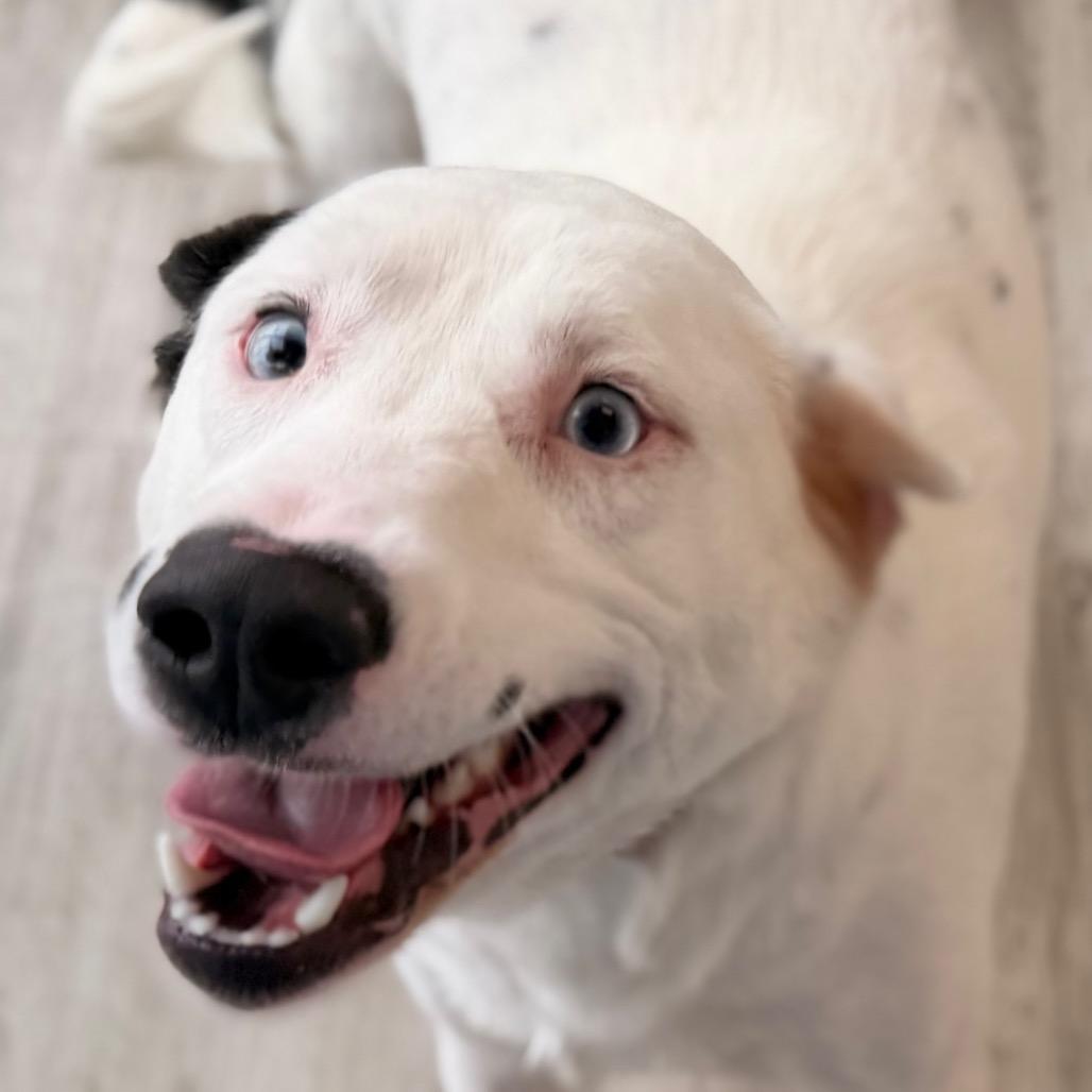 Enlarge Loretta, a Adoptable mixed breed in Green Bay, WI image 2/6