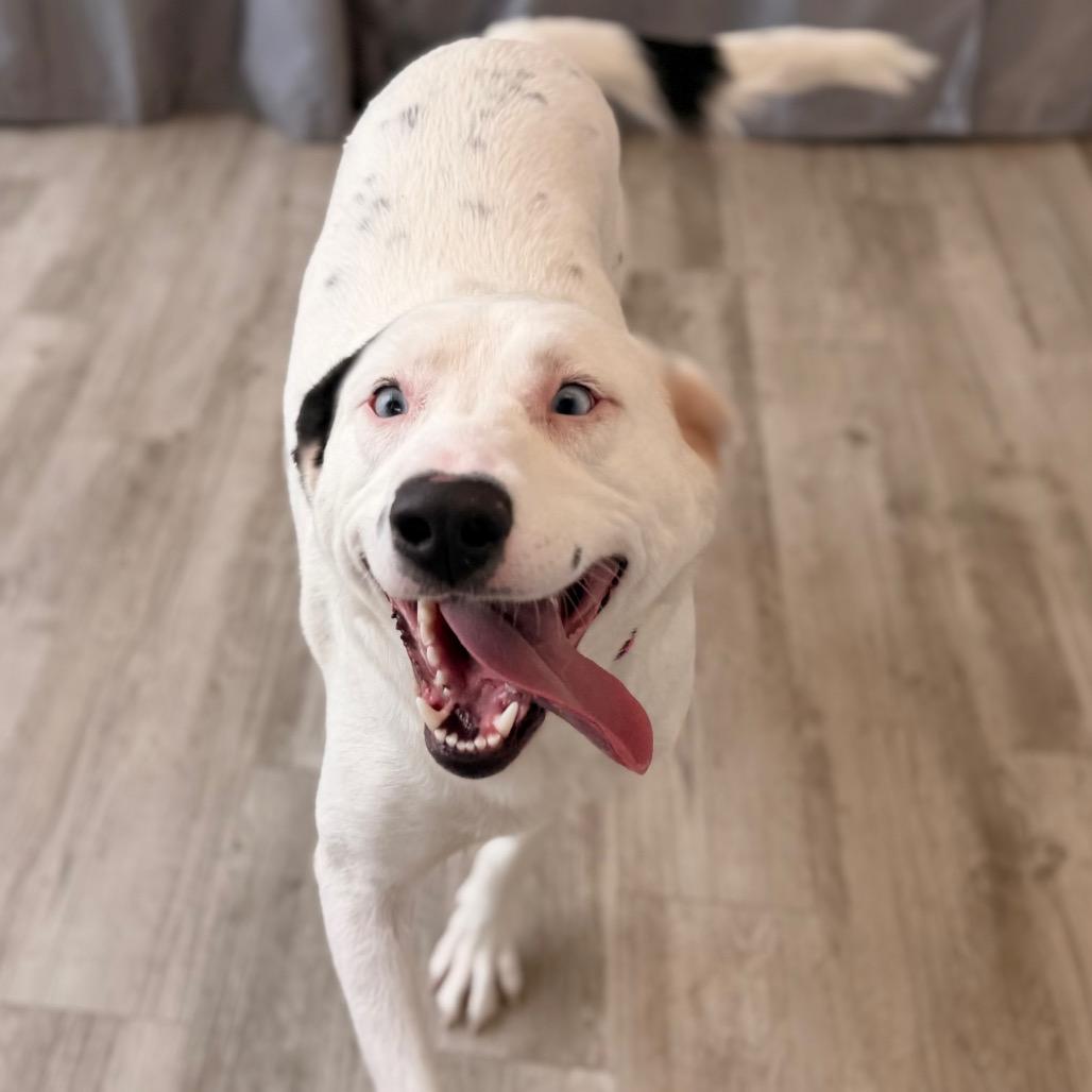 Enlarge Loretta, a Adoptable mixed breed in Green Bay, WI image 3/6