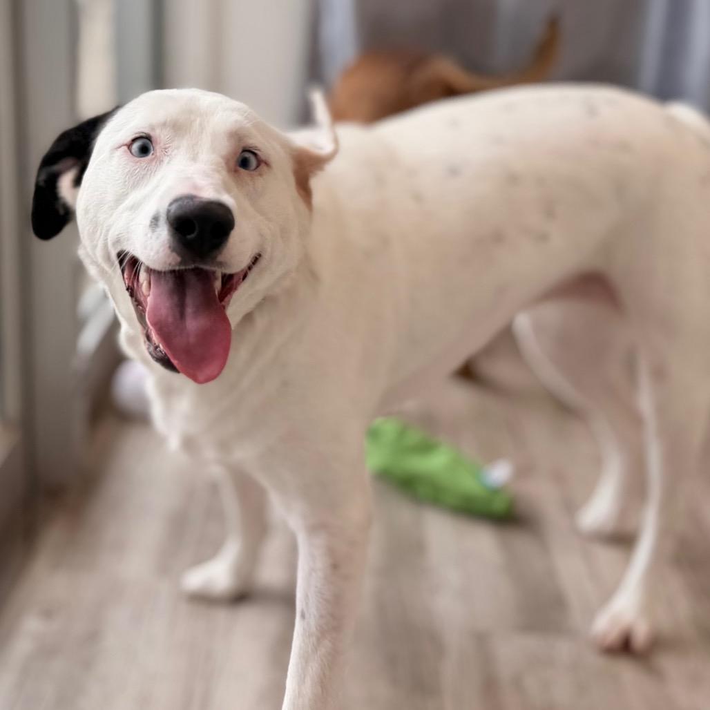 Enlarge Loretta, a Adoptable mixed breed in Green Bay, WI image 4/6