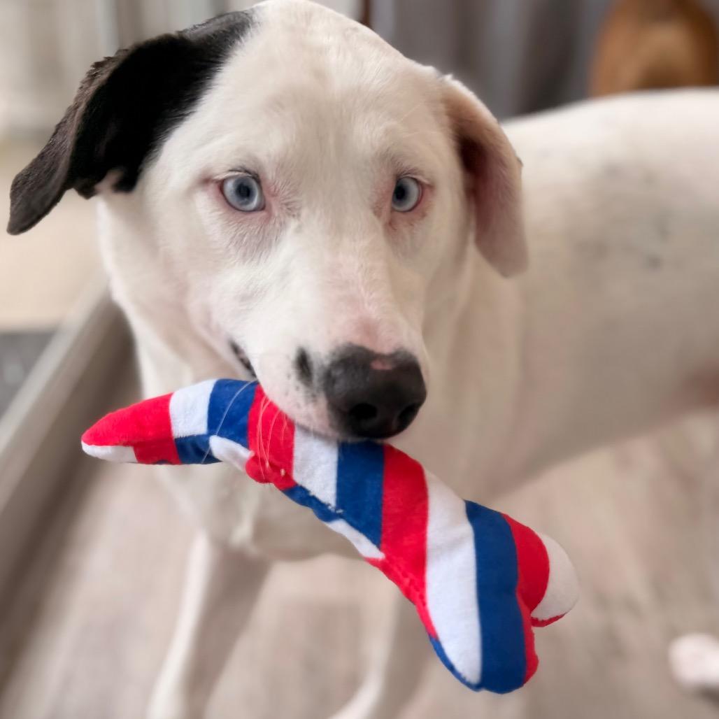 Enlarge Loretta, a Adoptable mixed breed in Green Bay, WI image 5/6