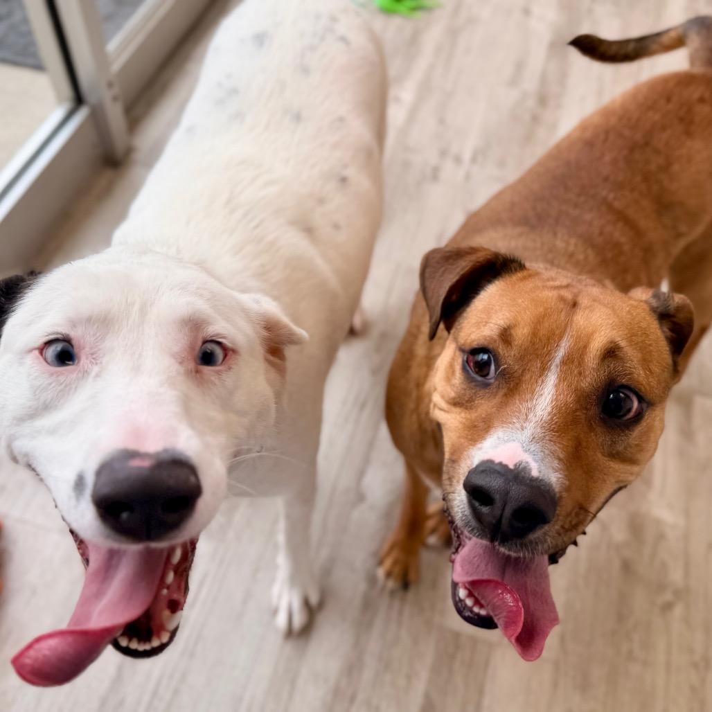 Enlarge Loretta, a Adoptable mixed breed in Green Bay, WI image 6/6