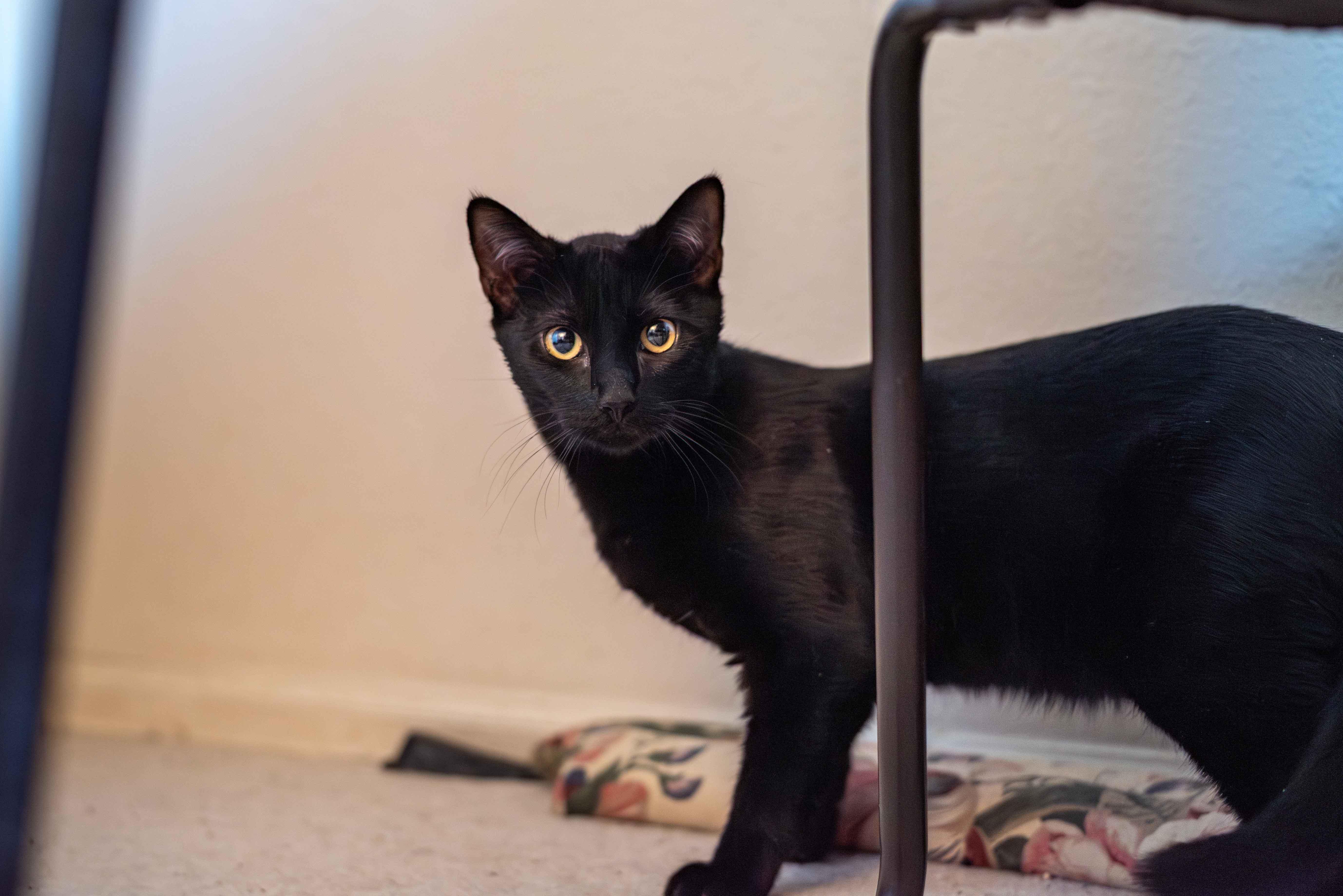 Enlarge Velour, a ADOPTABLE Domestic Short Hair in Colorado Springs, CO image 2/5