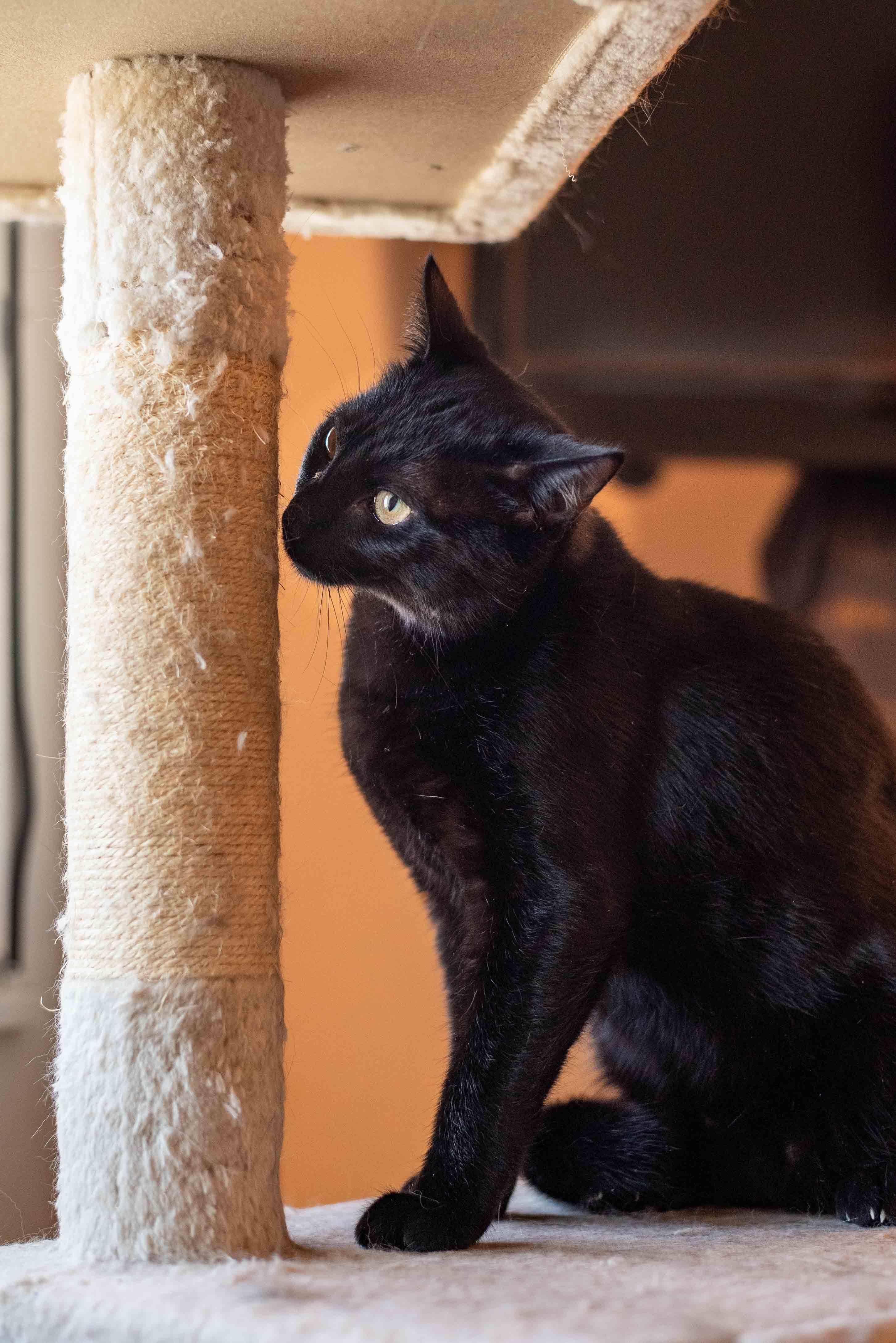 Enlarge Velour, a ADOPTABLE Domestic Short Hair in Colorado Springs, CO image 3/5