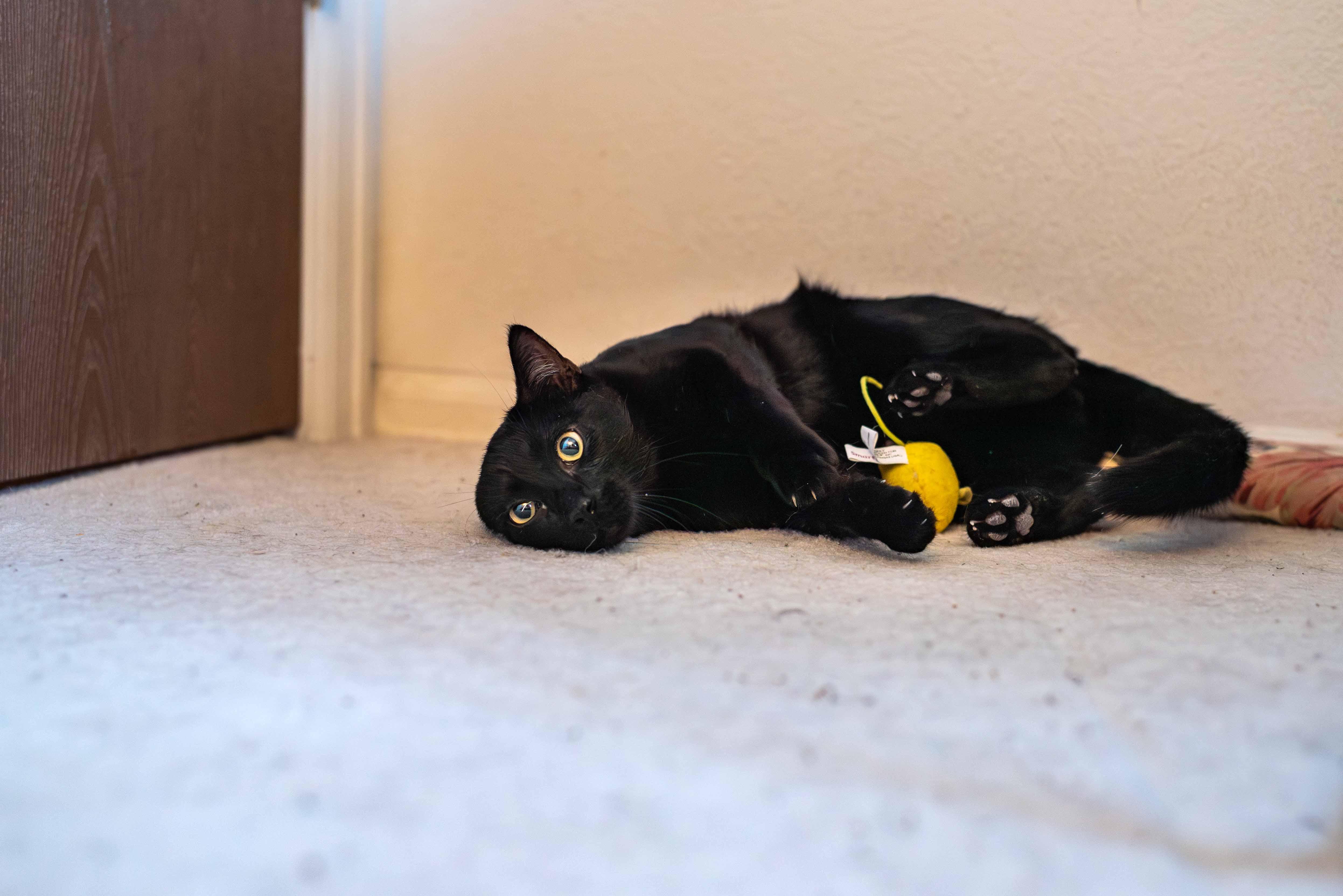 Enlarge Velour, a ADOPTABLE Domestic Short Hair in Colorado Springs, CO image 4/5